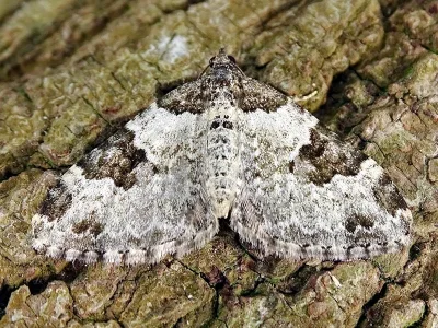 Xanthorhoe fluctuata