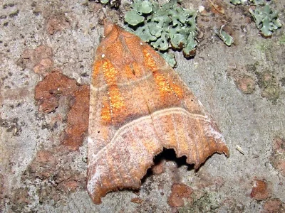 Scoliopteryx libatrix
