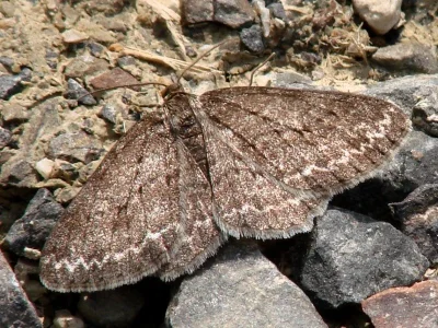 Ectropis crepuscularia