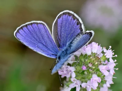 Plebejus (Lycaeides) argyrognomon