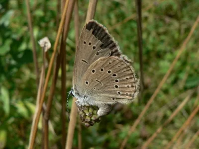Phengaris teleius