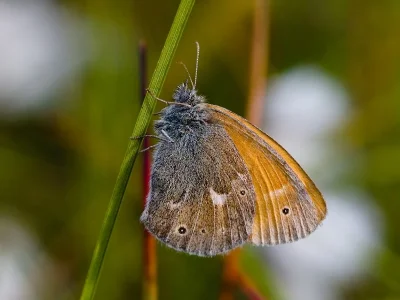 Coenonympha tullia