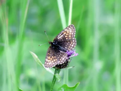 Melitaea diamina