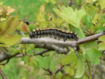 Eriogaster (Eriogaster) catax