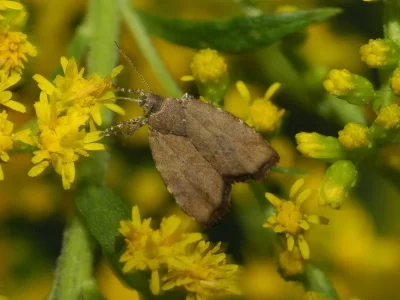 Choreutis pariana