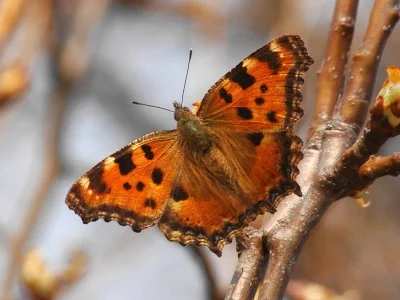 Nymphalis (Nymphalis) polychloros