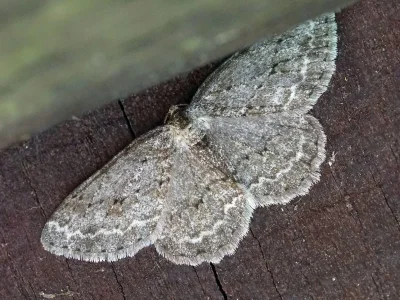 Ectropis crepuscularia