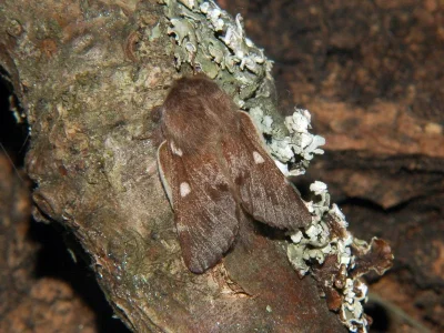 Eriogaster (Eriogaster) lanestris