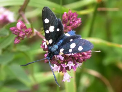 Zygaena (Zygaena) ephialtes