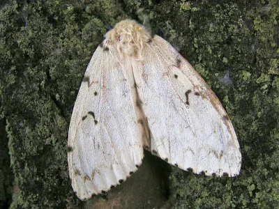 Lymantria (Porthetria) dispar