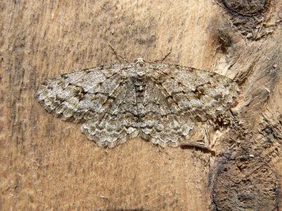 Ectropis crepuscularia
