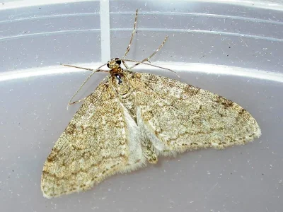 Trichopteryx carpinata