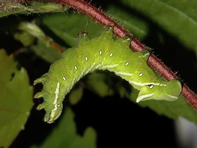 Endromis versicolora