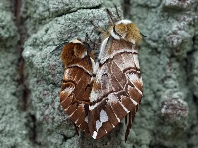 Endromis versicolora