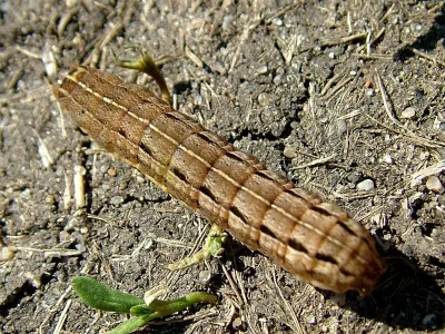 Xestia (Xestia) xanthographa