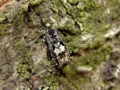 Pammene argyrana