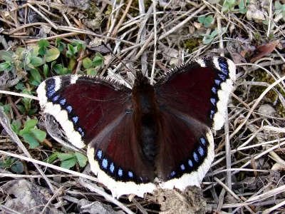 Nymphalis (Nymphalis) antiopa