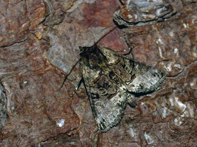 Abrostola tripartita