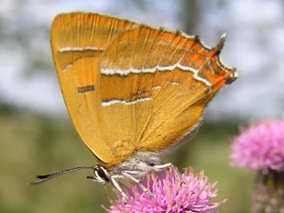 Thecla betulae