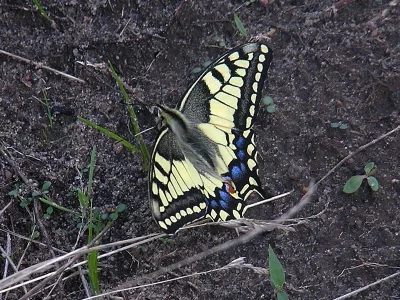 Papilio (Papilio) machaon