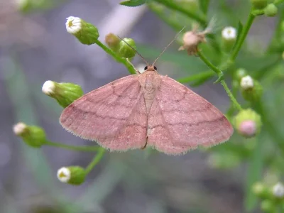 Scopula (Scopula) rubiginata