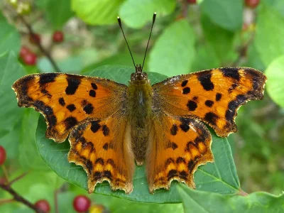 Polygonia c-album