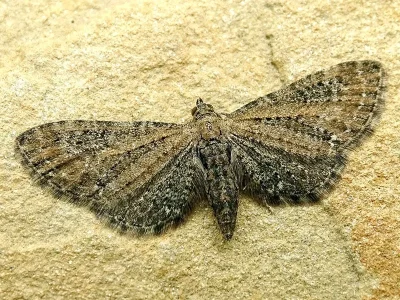 Eupithecia vulgata