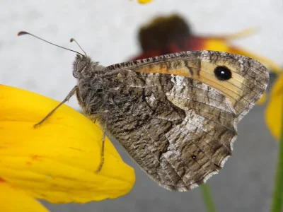 Hipparchia (Parahipparchia) semele