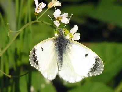 Anthocharis (Anthocharis) cardamines