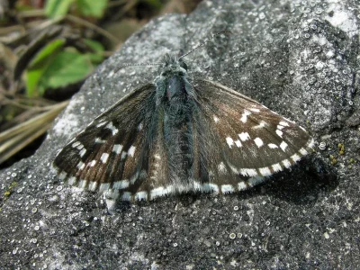 Pyrgus serratulae