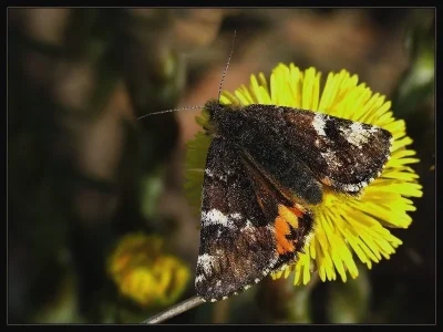 Archiearis parthenias