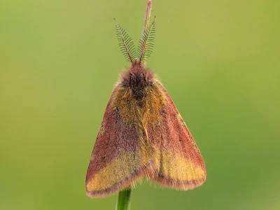 Lythria cruentaria