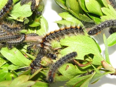 Eriogaster (Eriogaster) catax