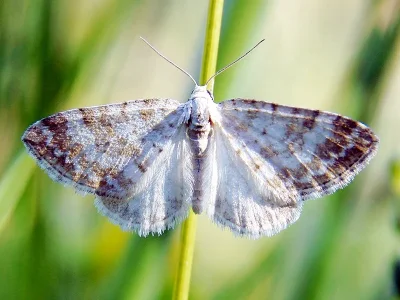 Perizoma albulata