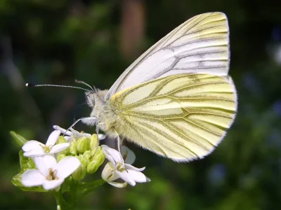 Pieris (Artogeia) napi