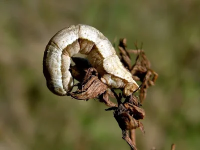 Aplocera plagiata
