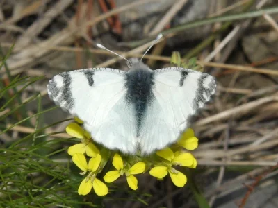 Euchloe (Euchloe) ausonia volgensis