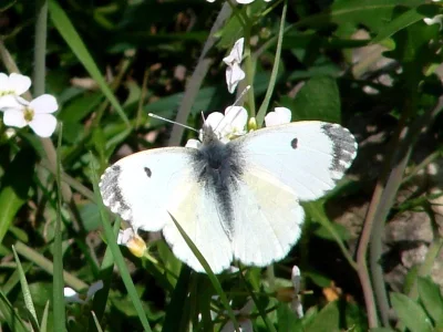 Anthocharis (Anthocharis) cardamines