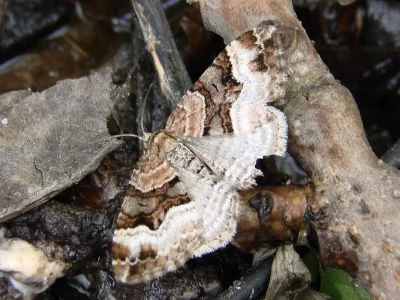 Xanthorhoe biriviata