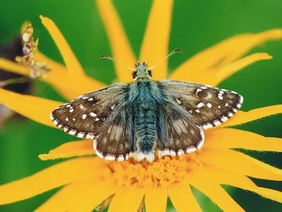 Pyrgus carlinae