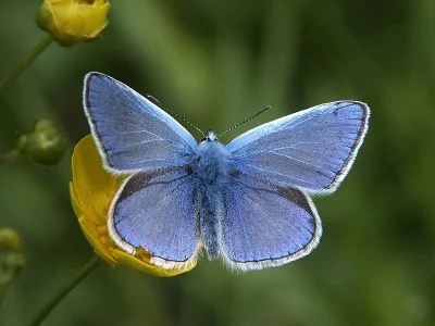 Polyommatus (Polyommatus) icarus