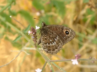 Satyrus actaea