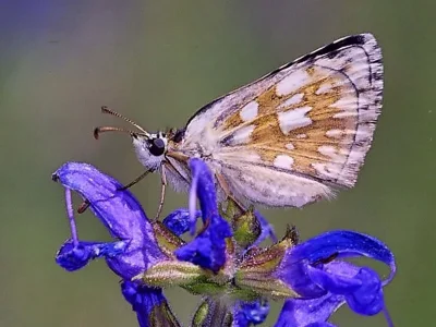 Pyrgus carthami
