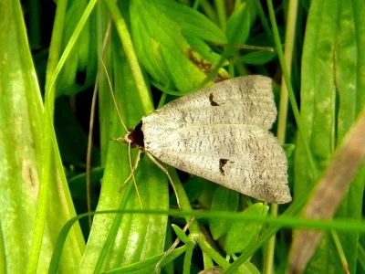 Lygephila (Lygephila) pastinum
