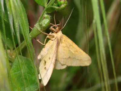 Aspitates (Napuca) ochrearia