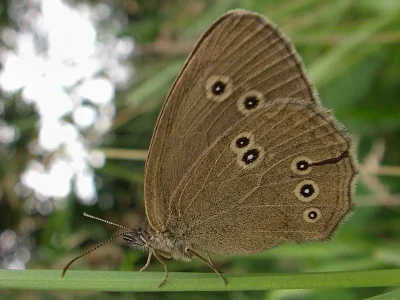 Aphantopus hyperantus