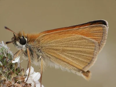 Thymelicus lineola