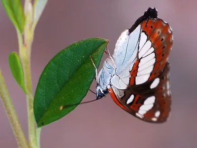 Limenitis reducta
