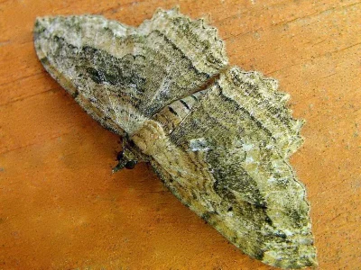 Philereme transversata