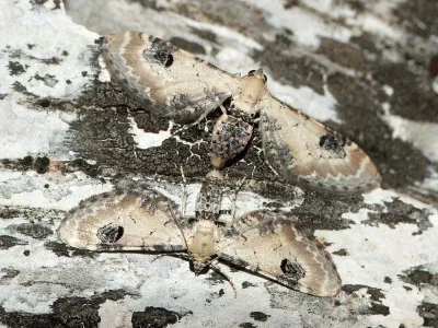 Eupithecia centaureata